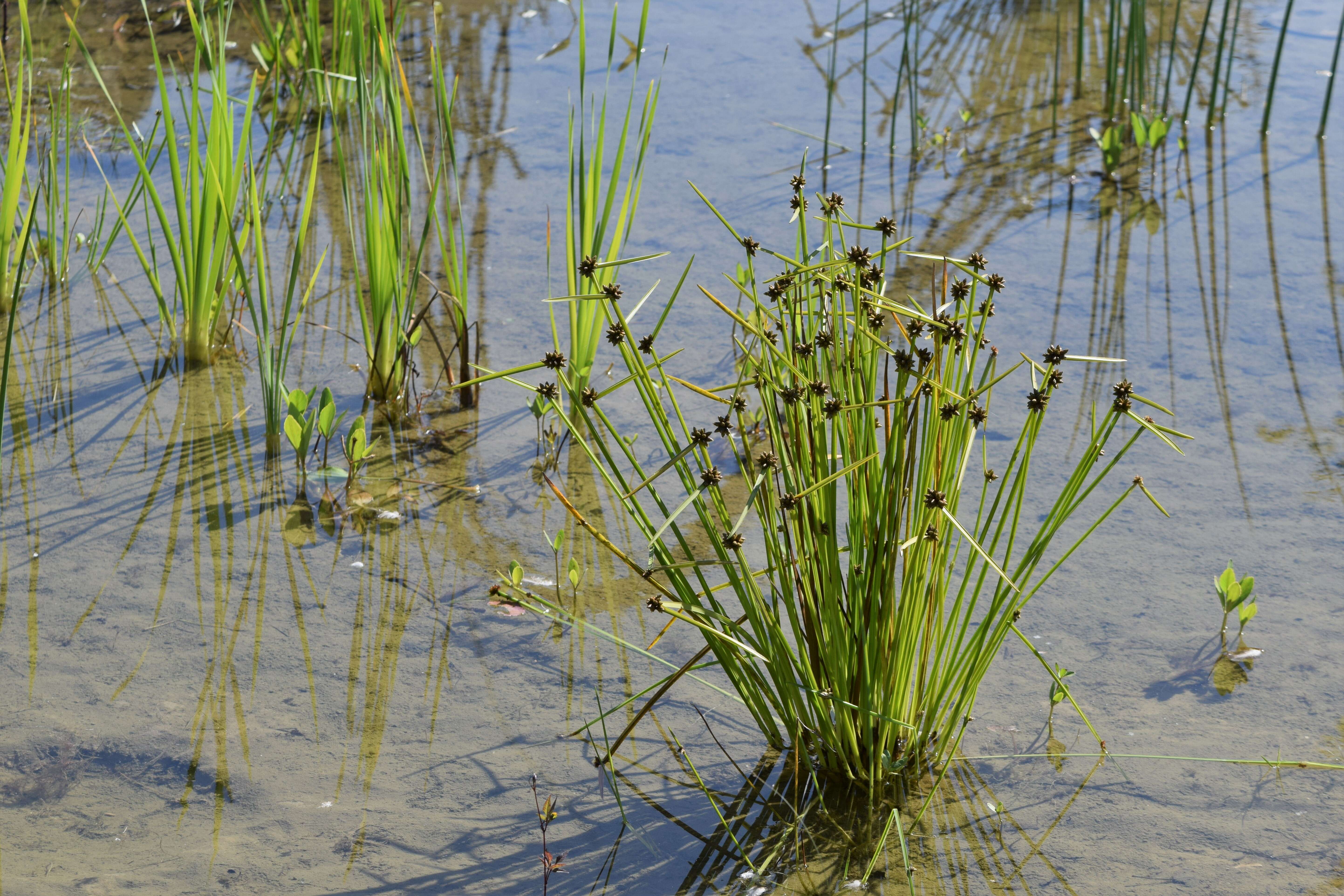 Schoenoplectiella mucronata (L.) J. Jung & H. K. Choi resmi