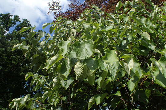 Image of Styrax obassia Siebold & Zucc.