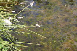 Image of Small Whiteface