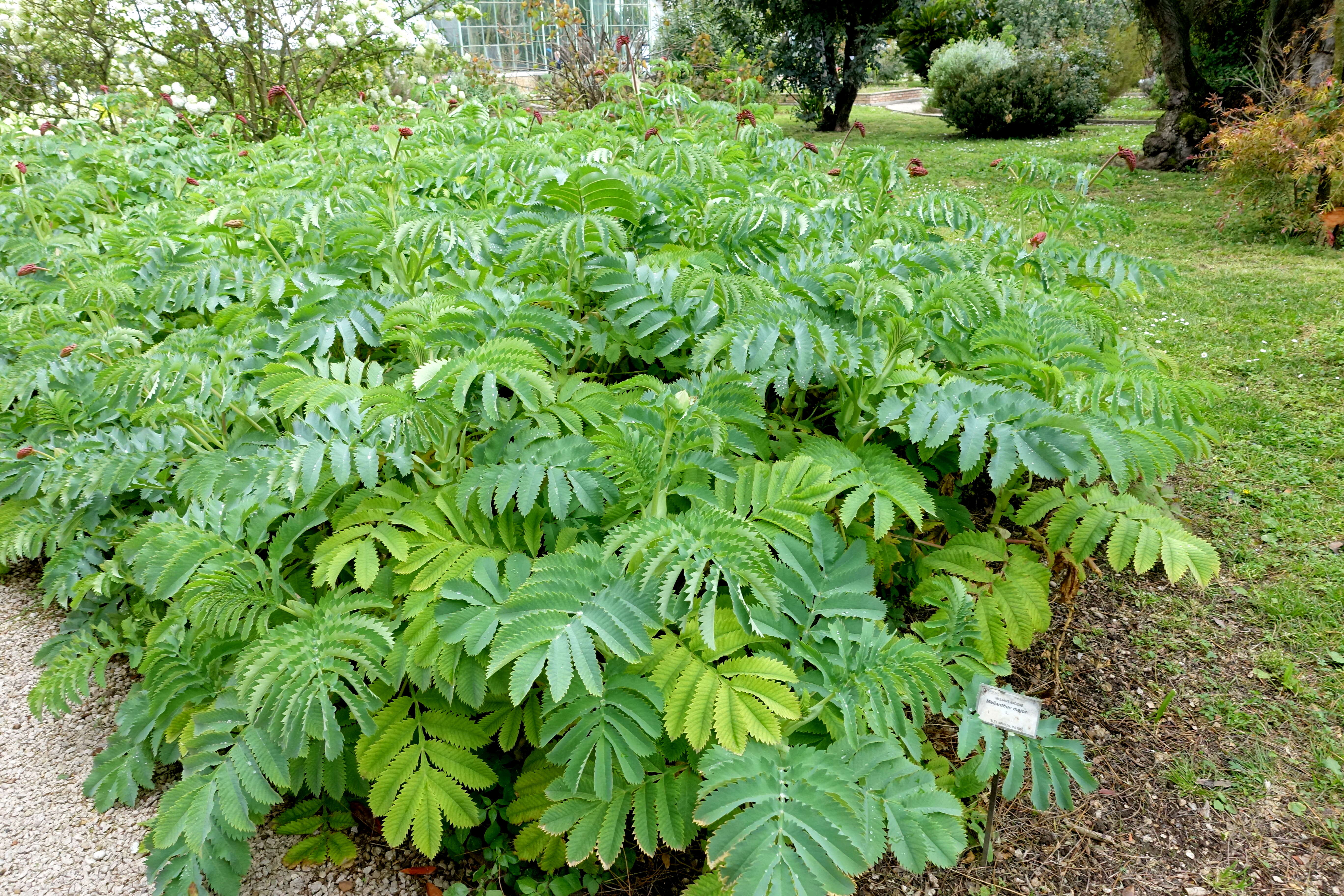 Image de Melianthus major L.