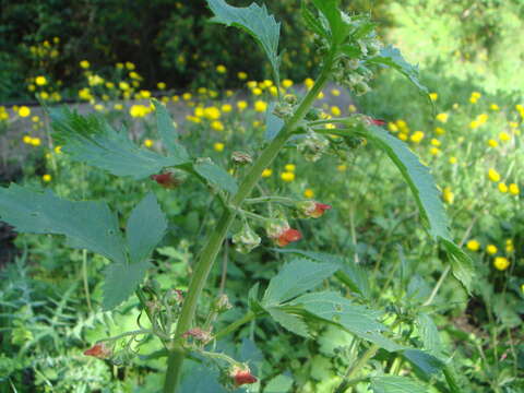 Scrophularia sambucifolia L. resmi