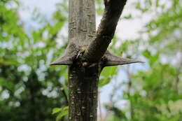 Image of black locust