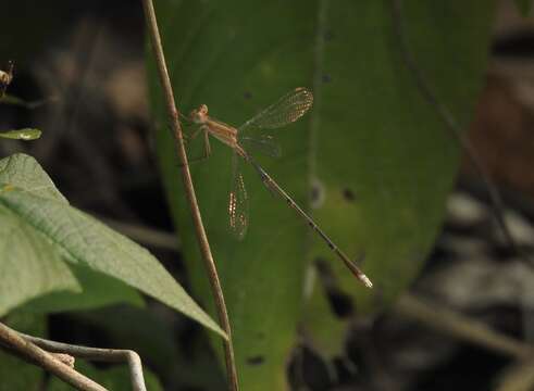 Image of Lestes viridulus Rambur 1842