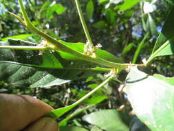 Image of Agrostistachys indica Dalzell