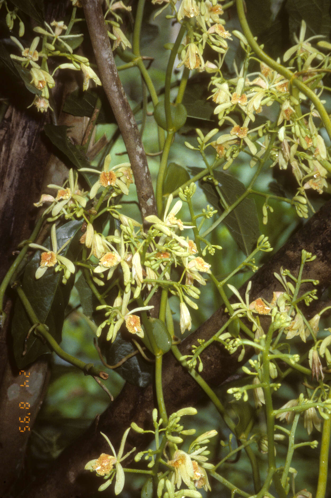 Image of Pseudovanilla foliata (F. Muell.) Garay