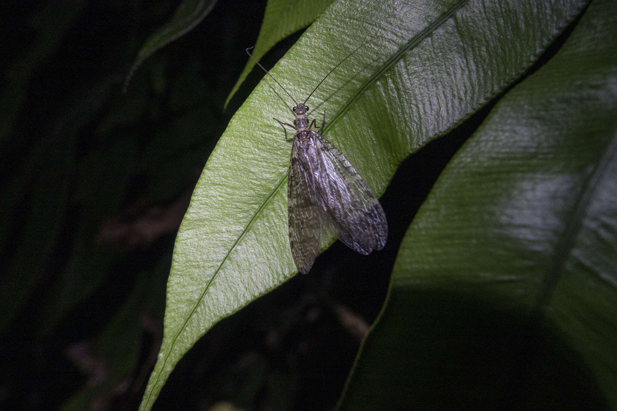 Image of New Zealand dobsonfly