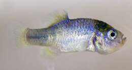 Image of pupfishes