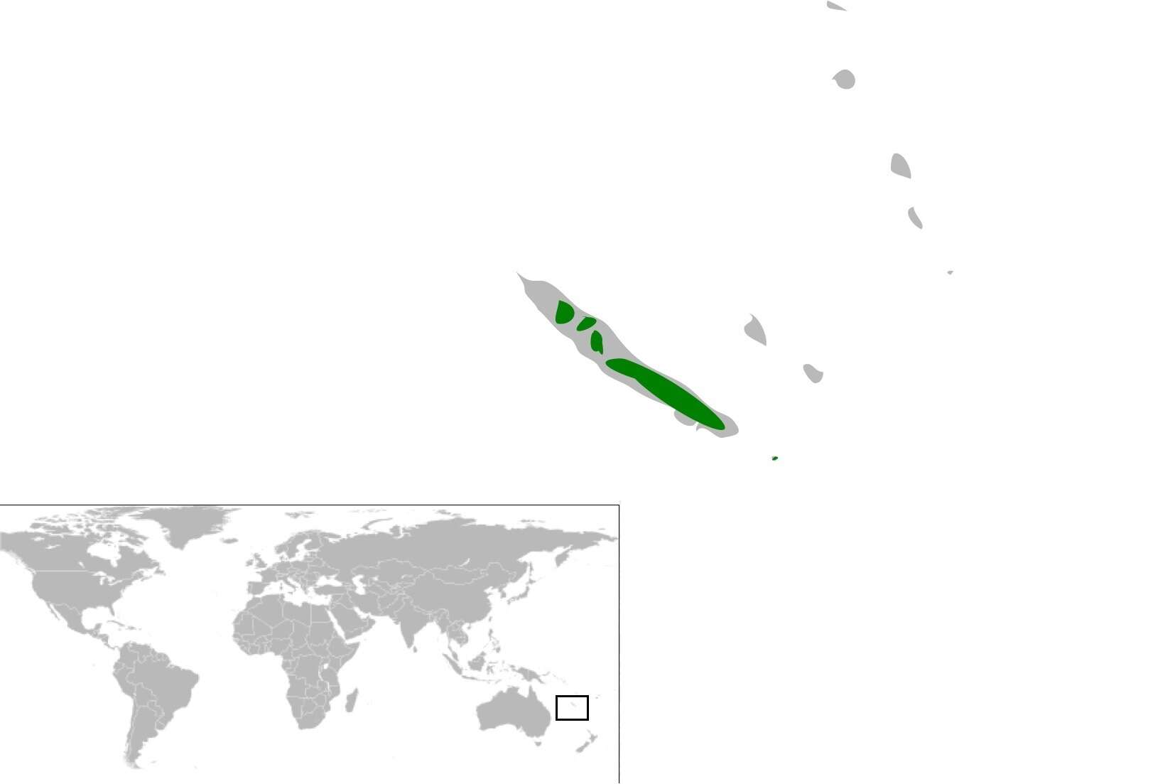 Image of New Caledonian Cuckooshrike