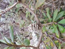 Image of Banksia saxicola A. S. George