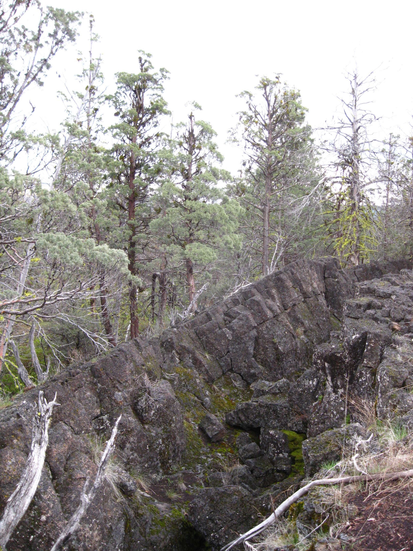 Image of Baker Cypress