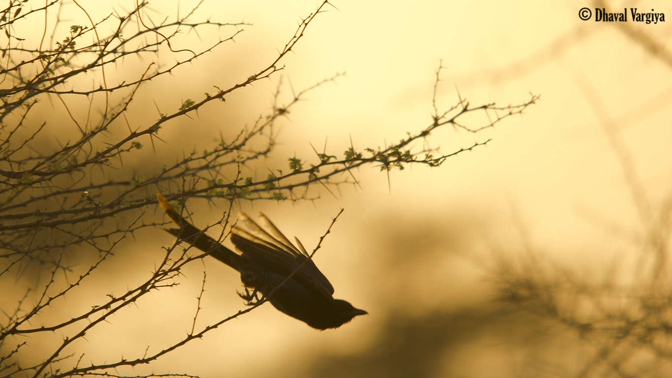 Image of Black Drongo