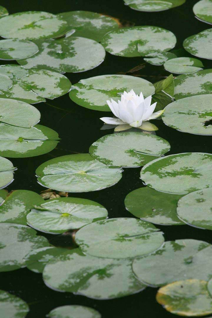 Image of Pygmy Water-Lily