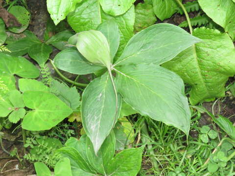 Image of Jacquemont's Cobra-Lily