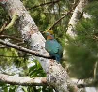 Image of Pink-spotted Fruit Dove