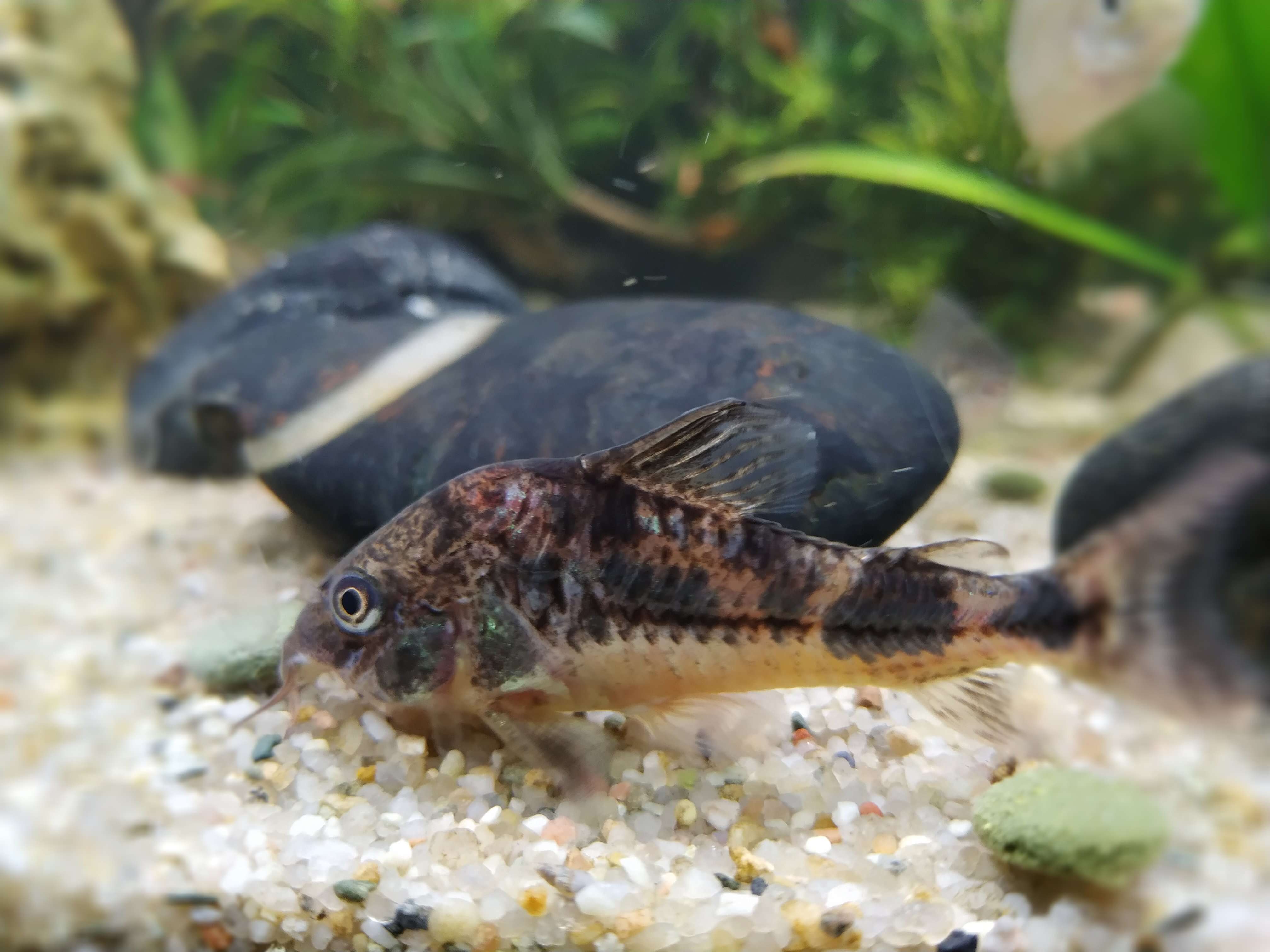 Image of peppered corydoras