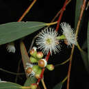 Image of Eucalyptus gregsoniana L. A. S. Johnson & Blaxell