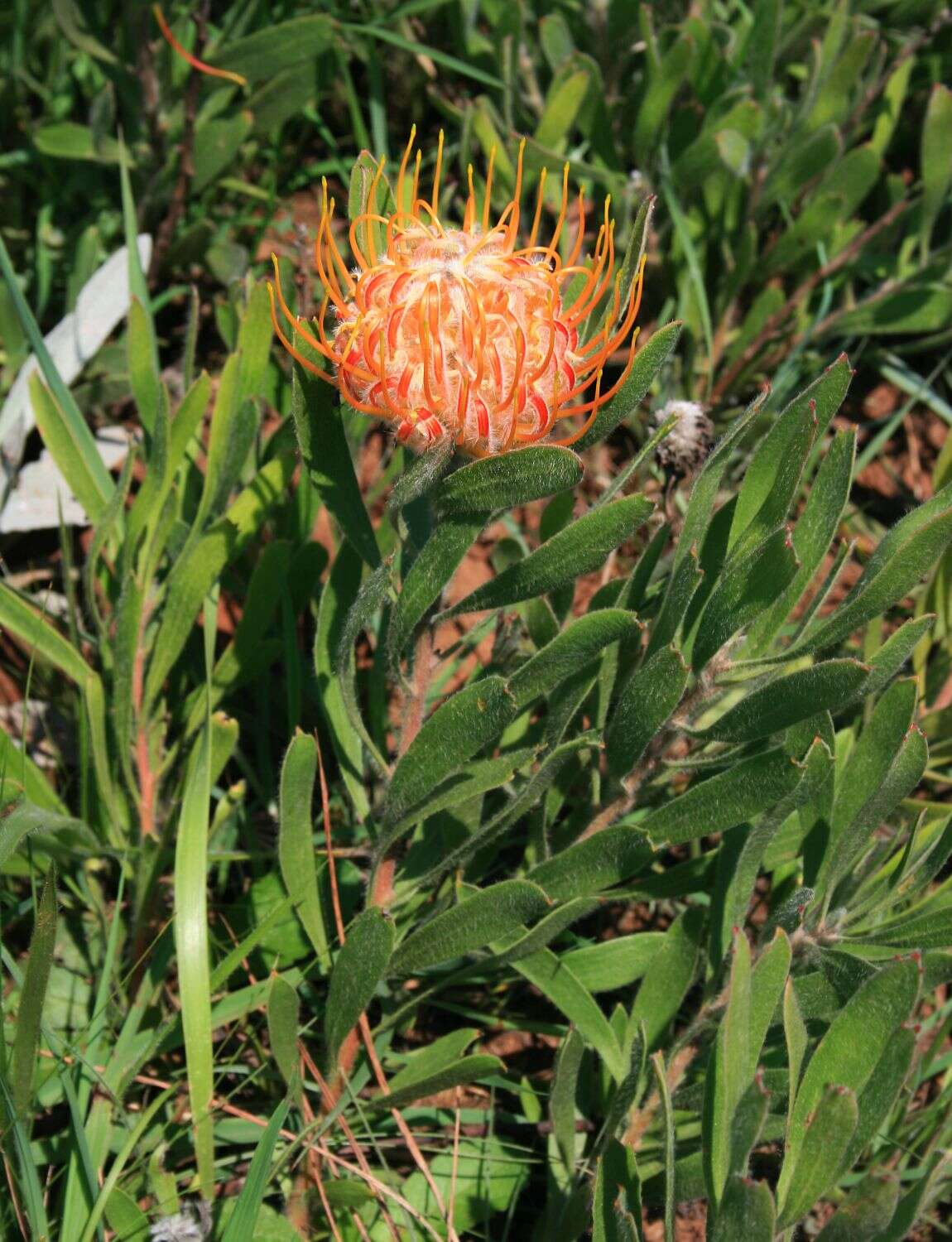 Imagem de Leucospermum gerrardii Stapf