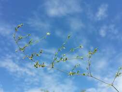 Imagem de Arenaria serpyllifolia L.