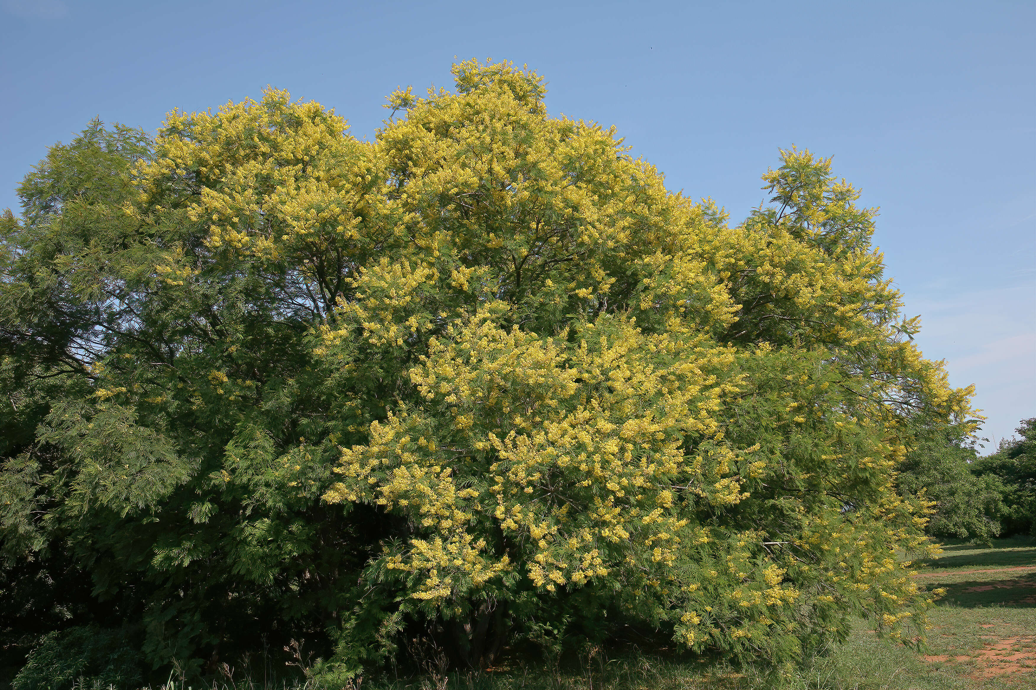 Peltophorum africanum Sond. resmi