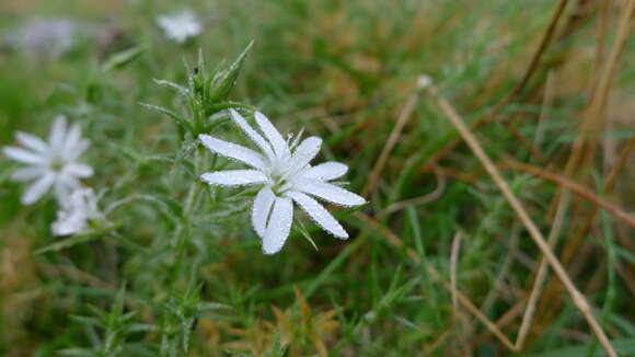 Image of Stellaria pungens Brongn.