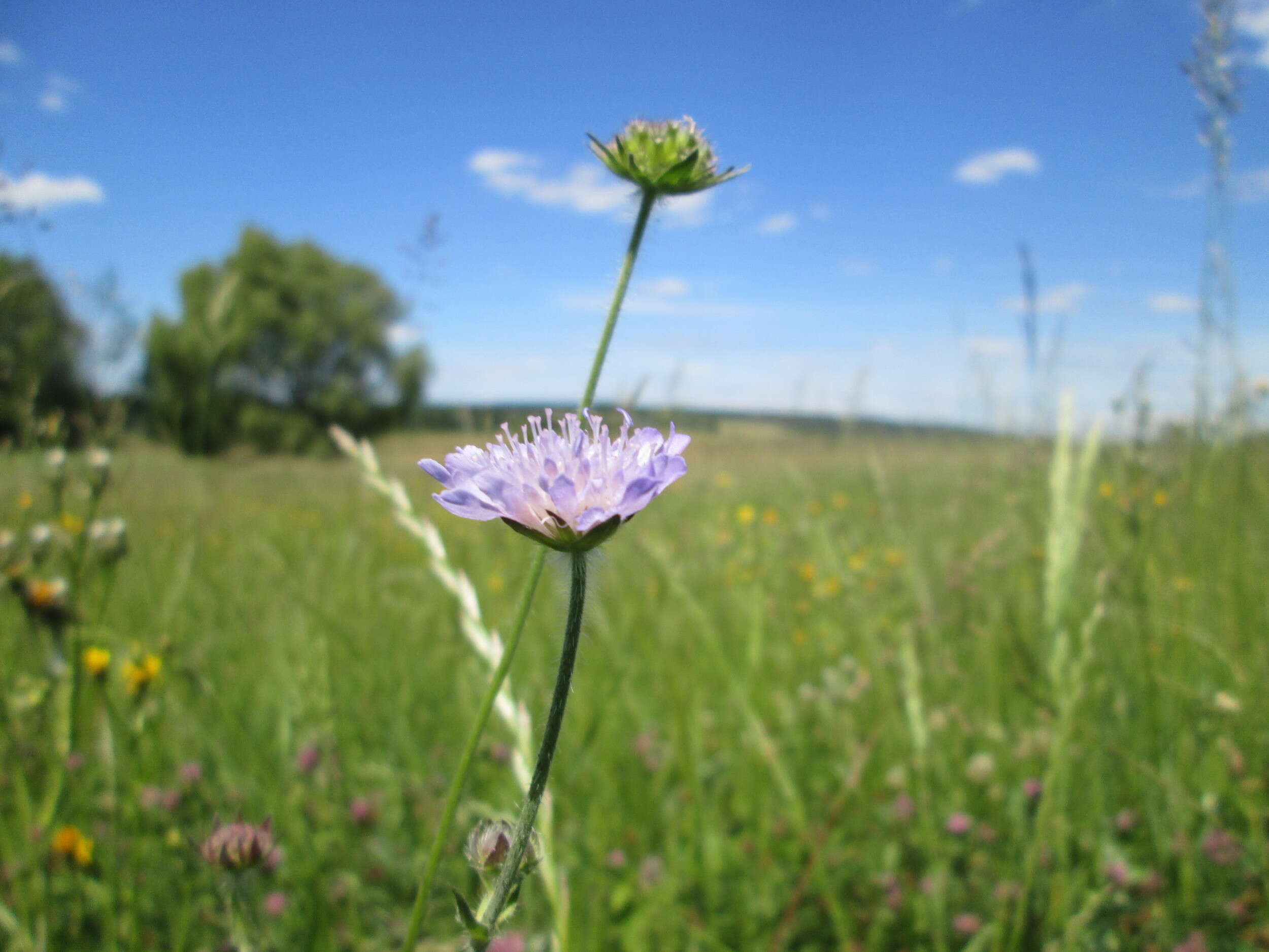 Слика од Knautia arvensis (L.) Coulter