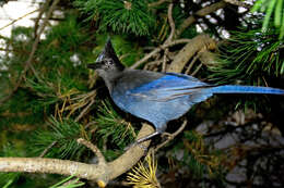 Image of Steller's Jay