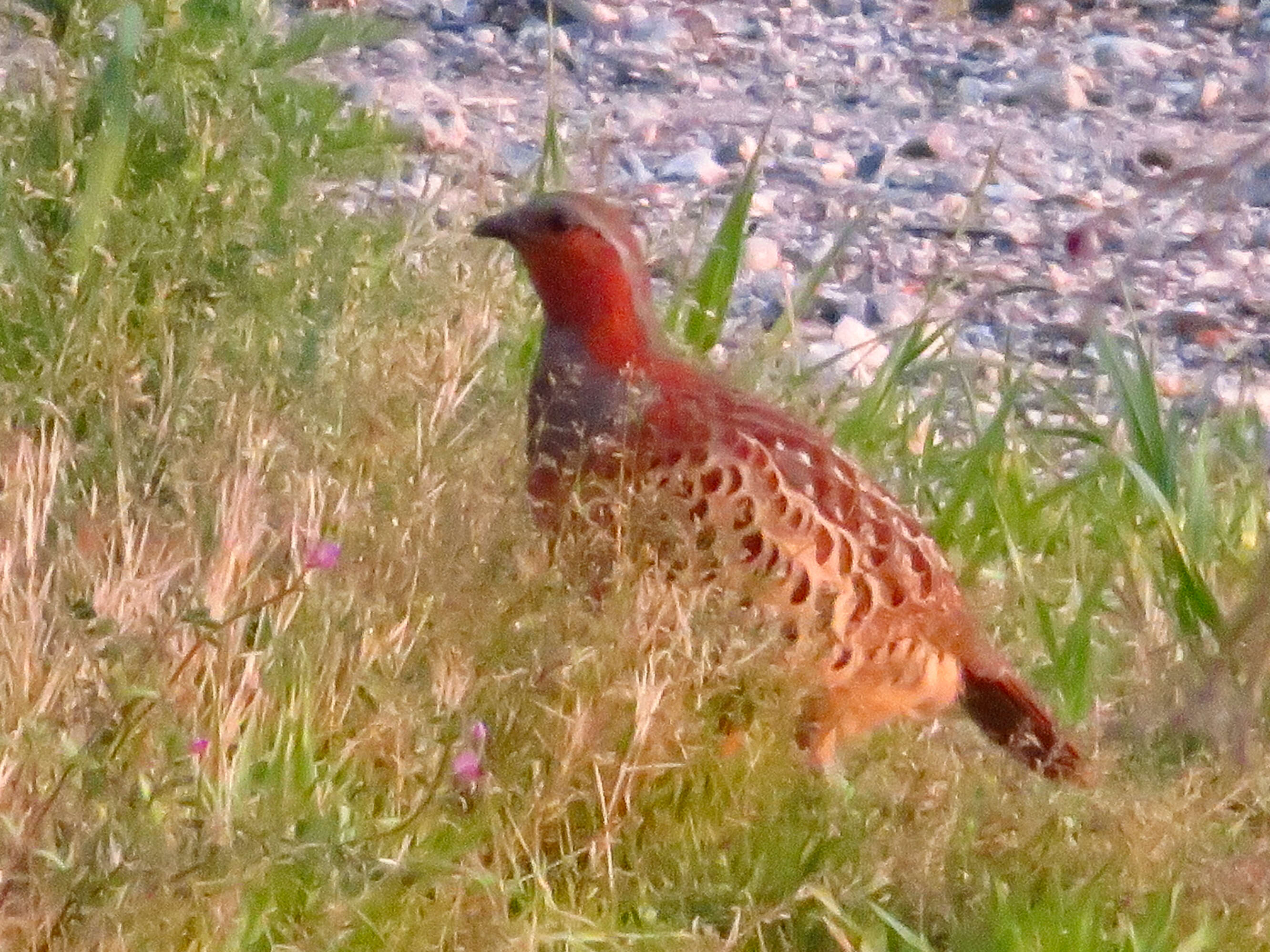 Image of Chinese Bamboo Partridge