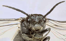 Image of <i>Dolerus aeneus</i>