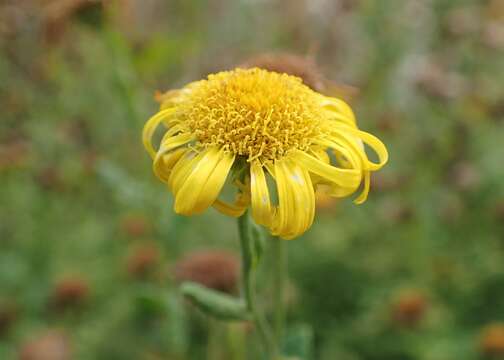 Pulicaria dysenterica (L.) Bernh. resmi