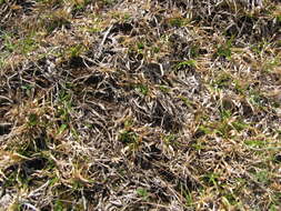 Image of golden false beardgrass