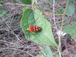 Image of Cantao ocellatus