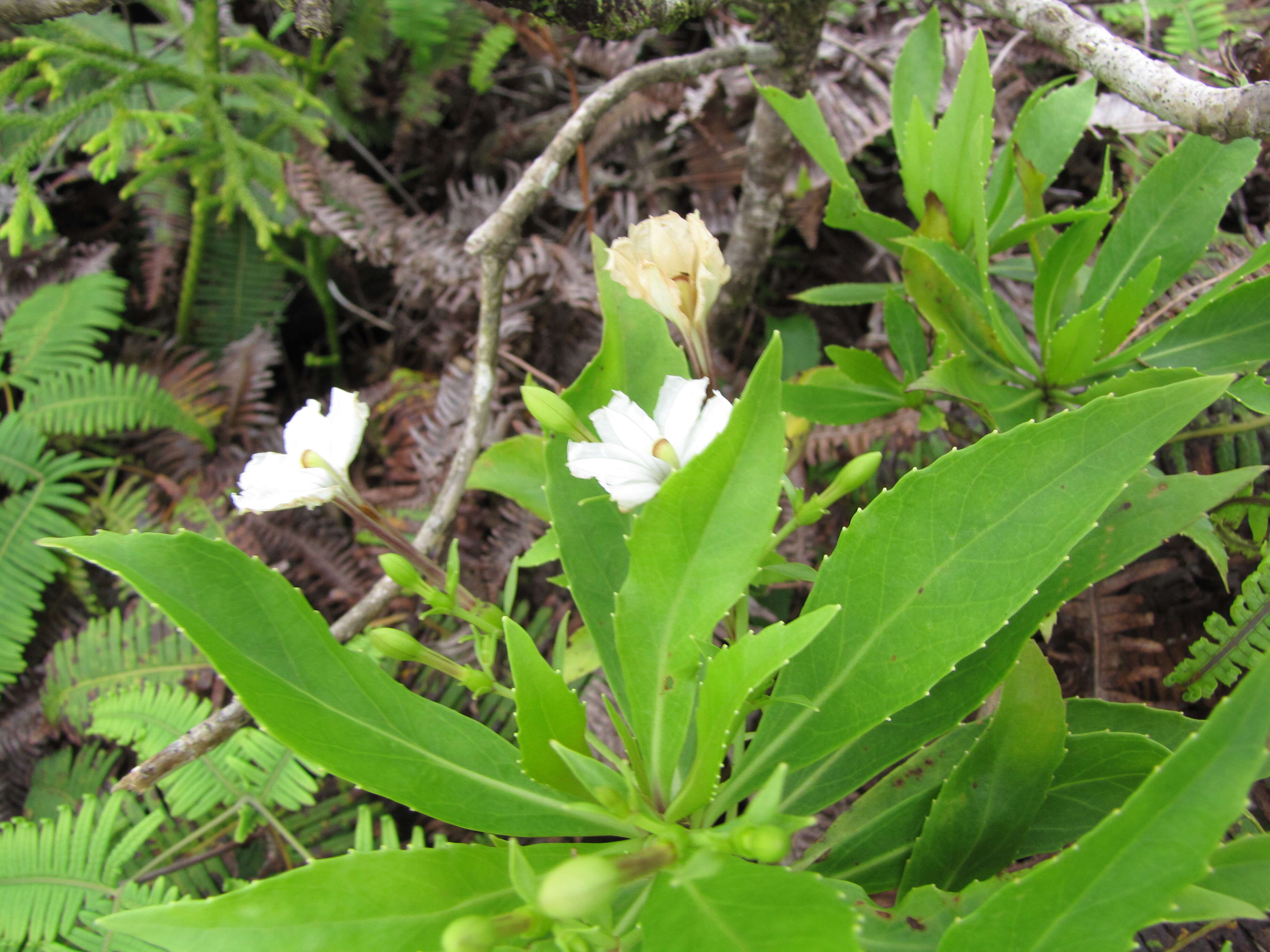 Imagem de Scaevola chamissoniana Gaud.