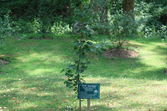 Image of Ginkgoopsida