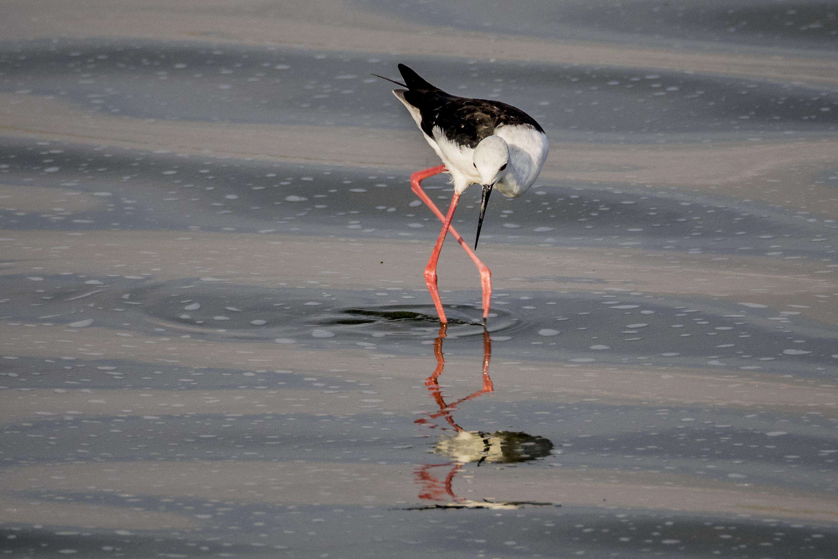 Image of Black-winged Stilt