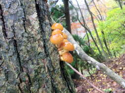 Слика од Pholiota nameko (T. Itô) S. Ito & S. Imai 1933