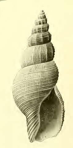 Image of Asperdaphne versivestita (Hedley 1912)