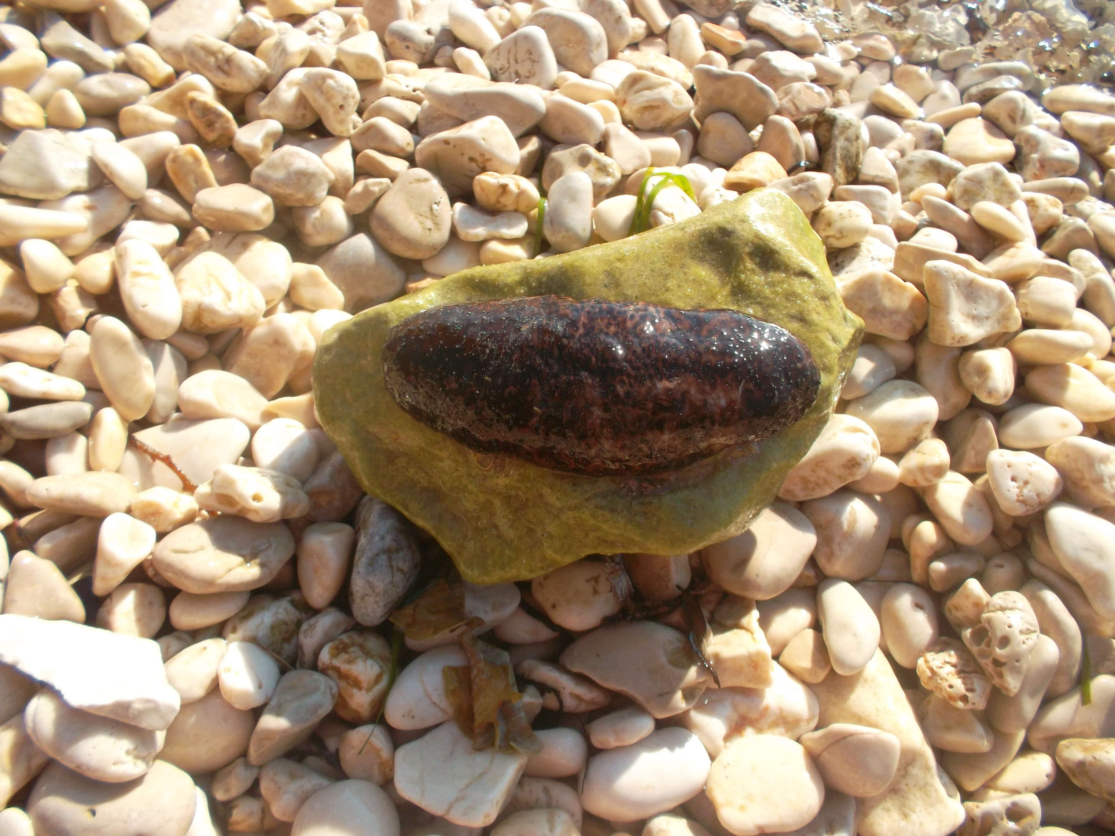 Image of brown sea cucumber