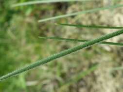 Plancia ëd Helictochloa pratensis (L.) Romero Zarco