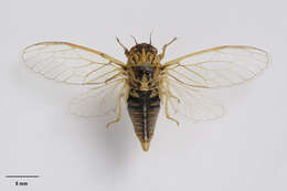 Image of variable cicada