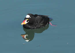 Image of scoter