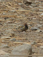 Image of Fire-fronted Serin