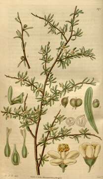 Image of Plagianthus divaricatus Forst.