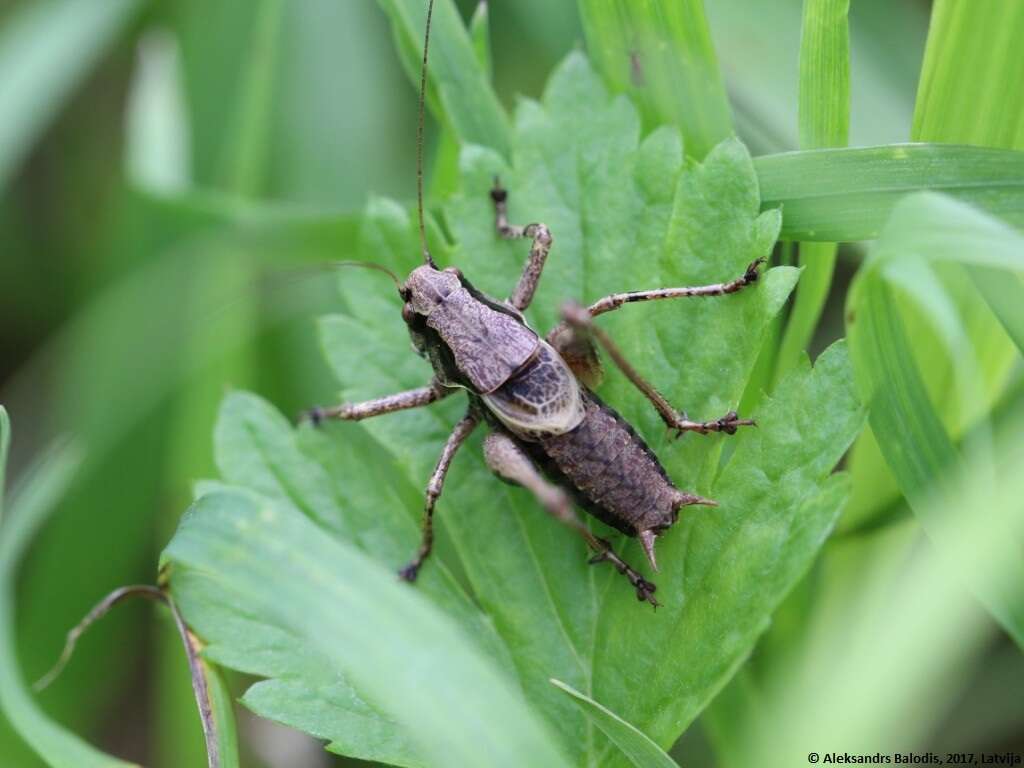 Image of dark bush-cricket