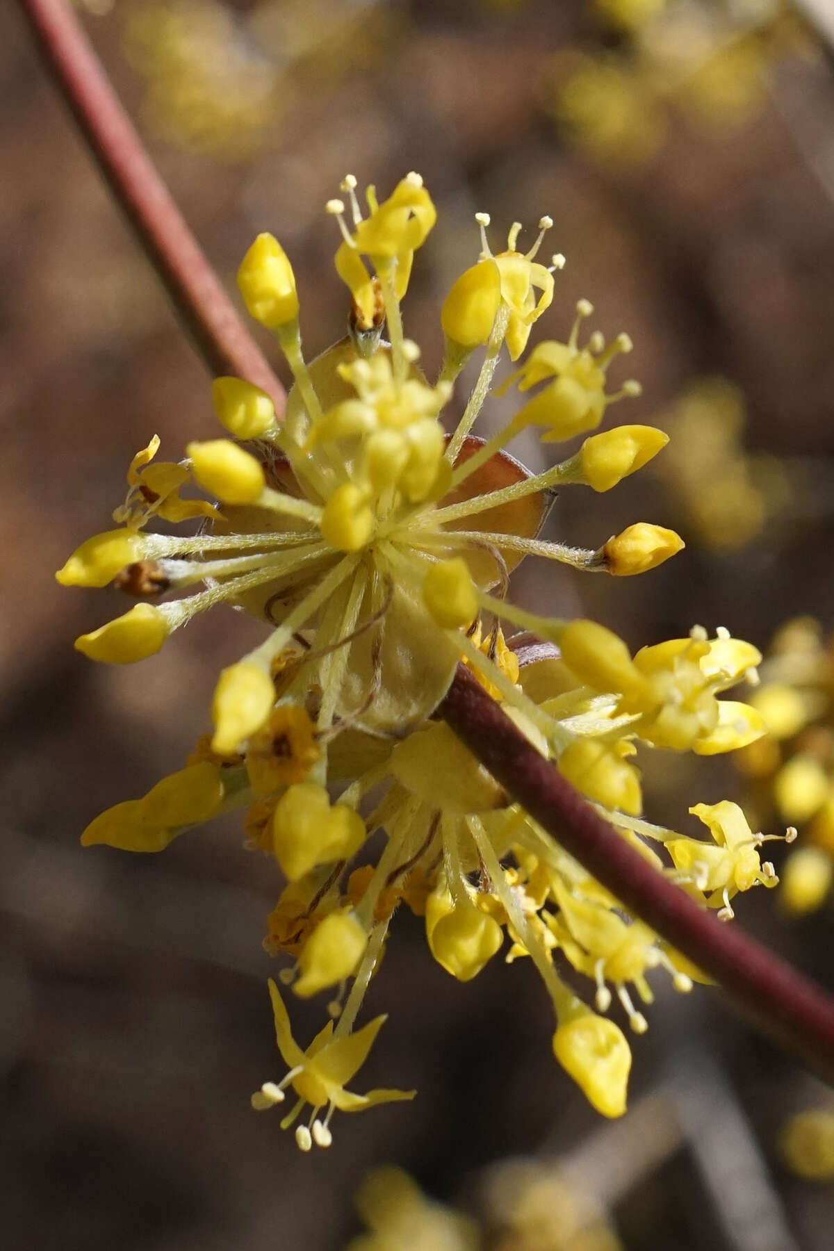 Plancia ëd Cornus officinalis Siebold & Zucc.