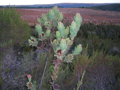 Image of Leucadendron globosum (Kennedy ex Andrews) I. Williams