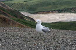 Sivun <i>Larus brachyrhynchus</i> kuva