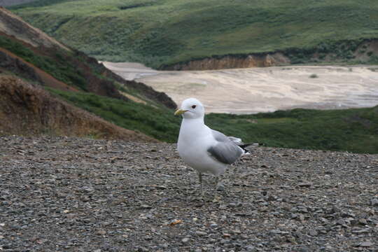 Image of Short-billed Gull