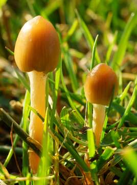 Plancia ëd Psilocybe semilanceata (Fr.) P. Kumm. 1871