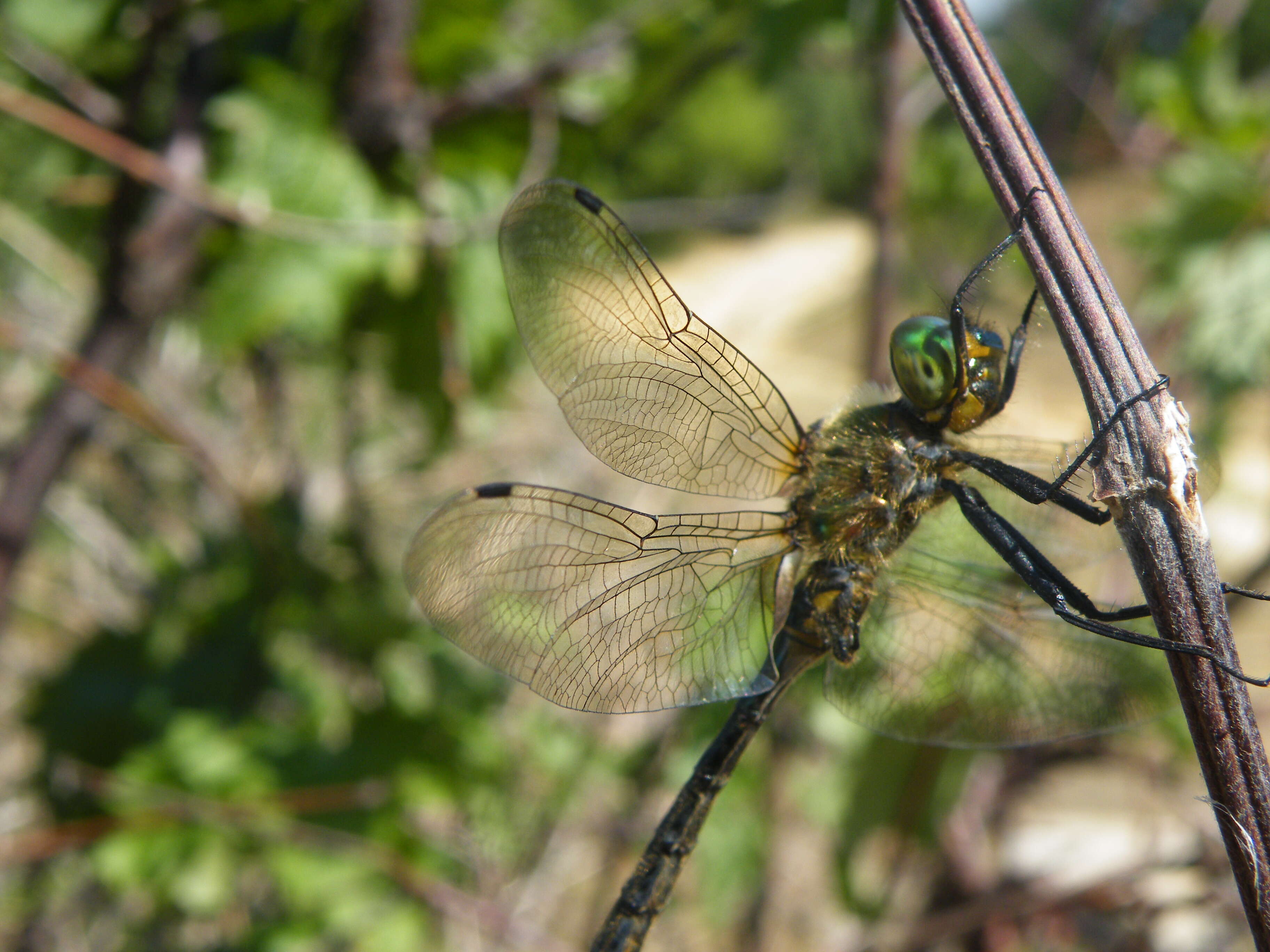 Image of Balkan Emerald