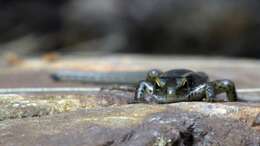 Image of Warm-temperate Water-skink